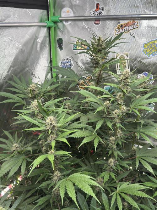 BananaPurplePunchRF3🍌💜👊🏾. Week 8