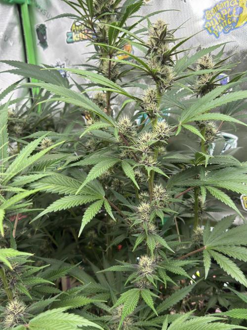 BananaPurplePunchRF3🍌💜👊🏾. Week 8