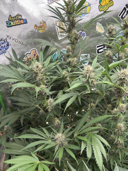 BananaPurplePunchRF3🍌💜👊🏾. Week 8