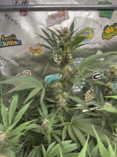 BananaPurplePunchRF3🍌💜👊🏾. Week 8