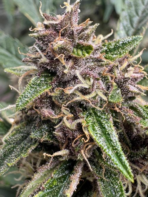 Apricot 🍑. Week 8
