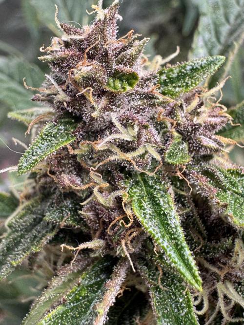 Apricot 🍑. Week 8