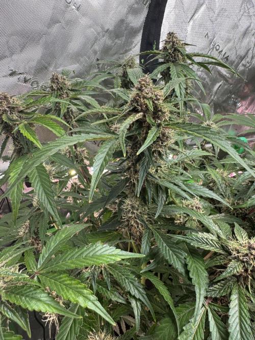 Apricot 🍑. Week 8