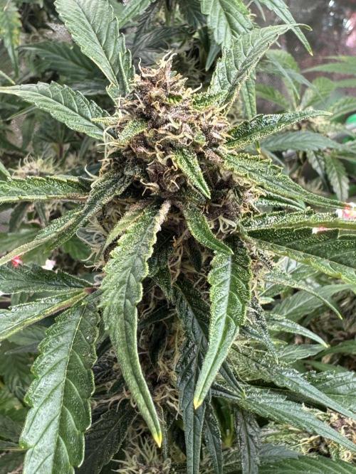 Apricot 🍑. Week 8