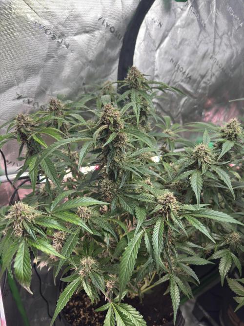 Apricot 🍑. Week 8