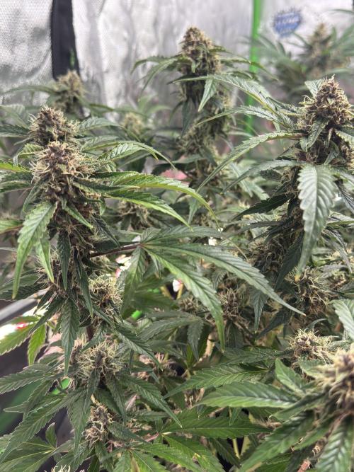 Apricot 🍑. Week 8