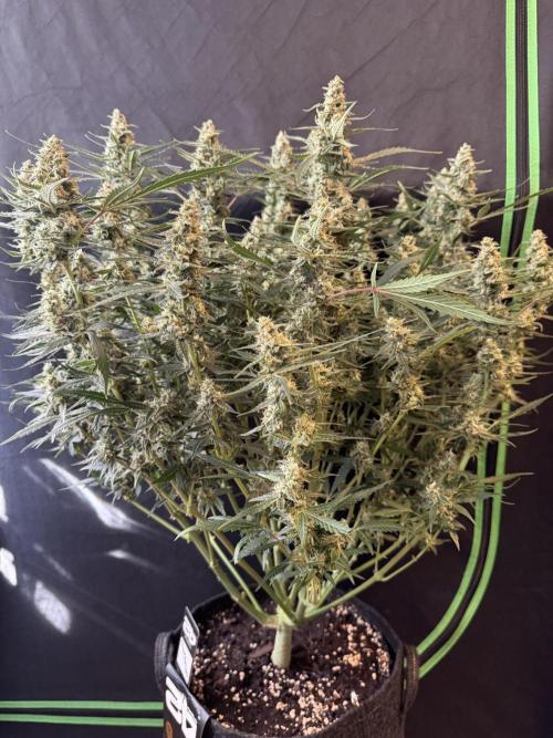 Frostbanger ❄️👊🏾. Week 9