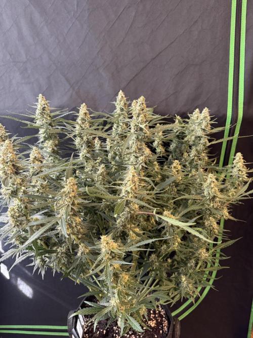Frostbanger ❄️👊🏾. Week 9