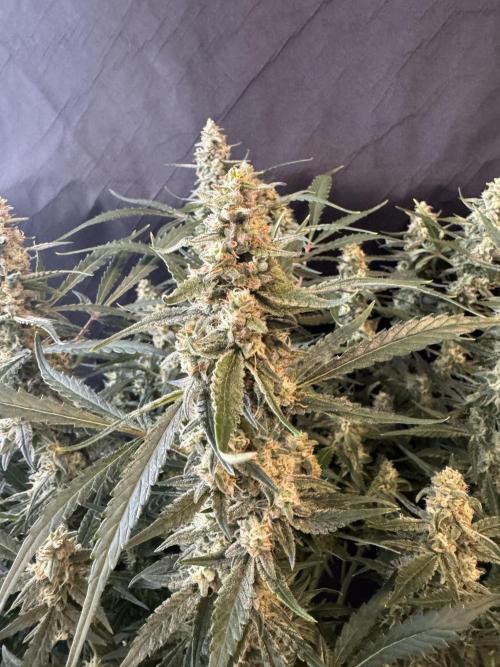 Frostbanger ❄️👊🏾. Week 9