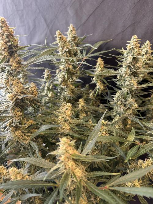 Frostbanger ❄️👊🏾. Week 9