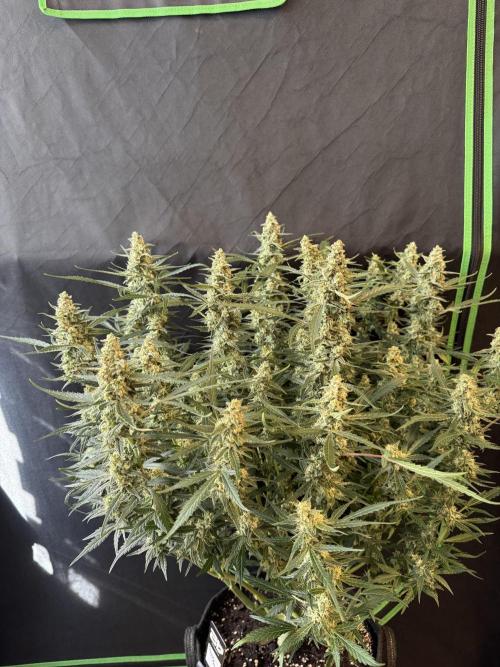 Frostbanger ❄️👊🏾. Week 9