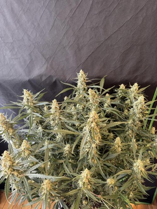 Frostbanger ❄️👊🏾. Week 9