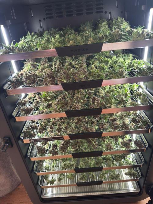 Frostbanger ❄️👊🏾. Week 9