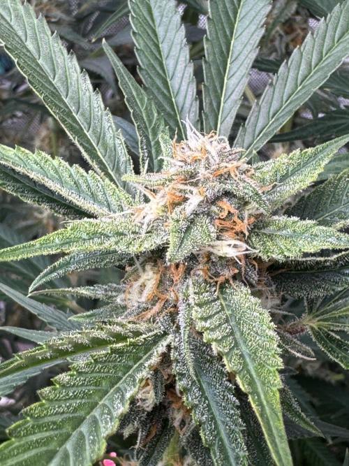 Cherry Cola RF3 🍒🥤. Week 9