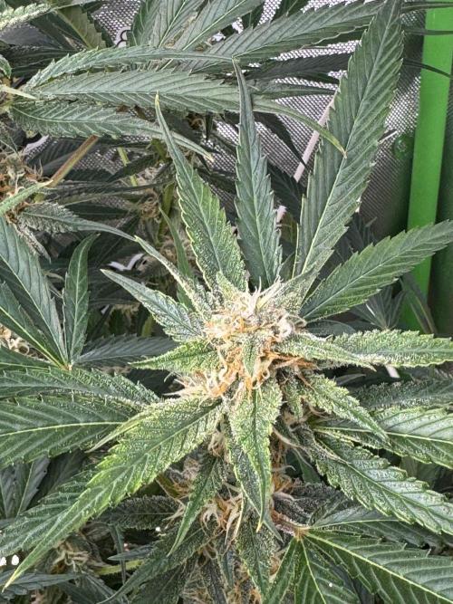 Cherry Cola RF3 🍒🥤. Week 9