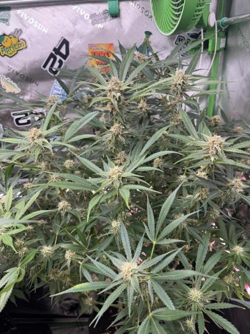 Cherry Cola RF3 🍒🥤. Week 9