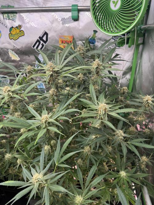 Cherry Cola RF3 🍒🥤. Week 9
