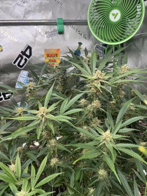 Cherry Cola RF3 🍒🥤. Week 9