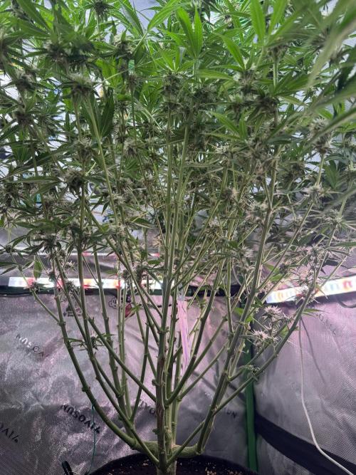 Cherry Cola RF3 🍒🥤. Week 9