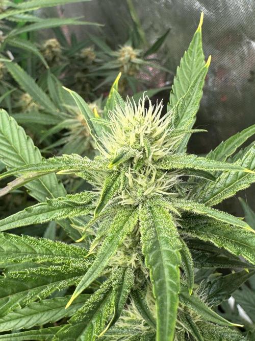 Guava RF3 🍈. Week 9
