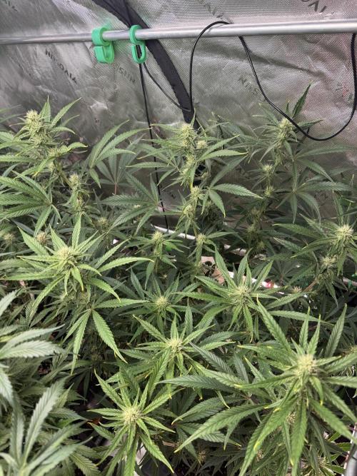 Guava RF3 🍈. Week 9