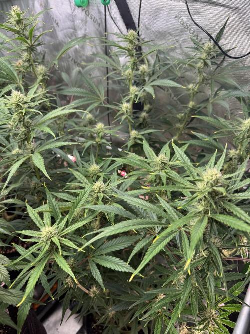Guava RF3 🍈. Week 9