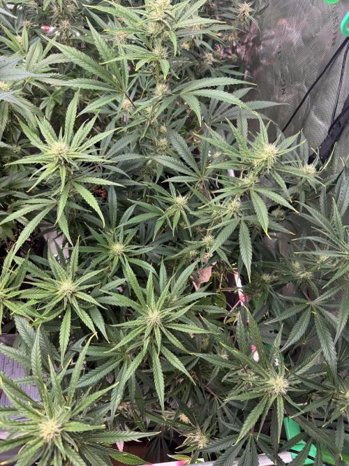 Guava RF3 🍈. Week 9
