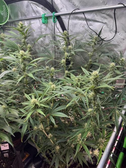 Guava RF3 🍈. Week 9