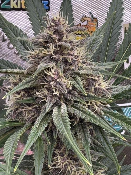 BananaPurplePunchRF3🍌💜👊🏾. Week 9