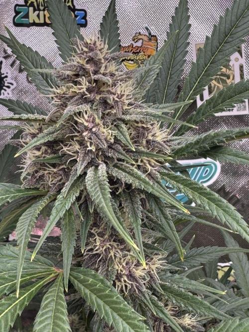BananaPurplePunchRF3🍌💜👊🏾. Week 9