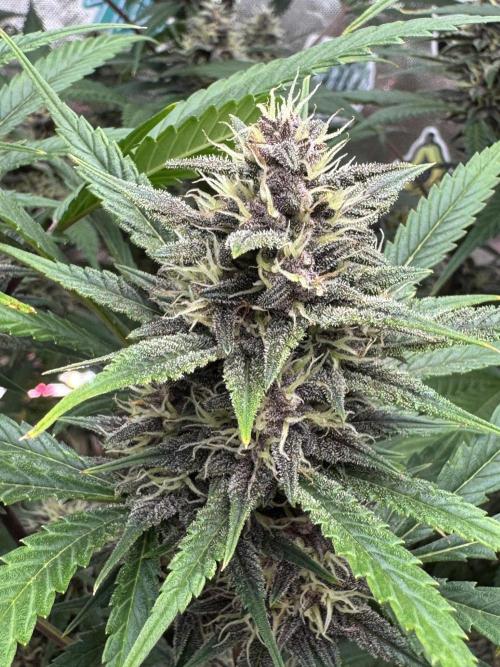 BananaPurplePunchRF3🍌💜👊🏾. Week 9
