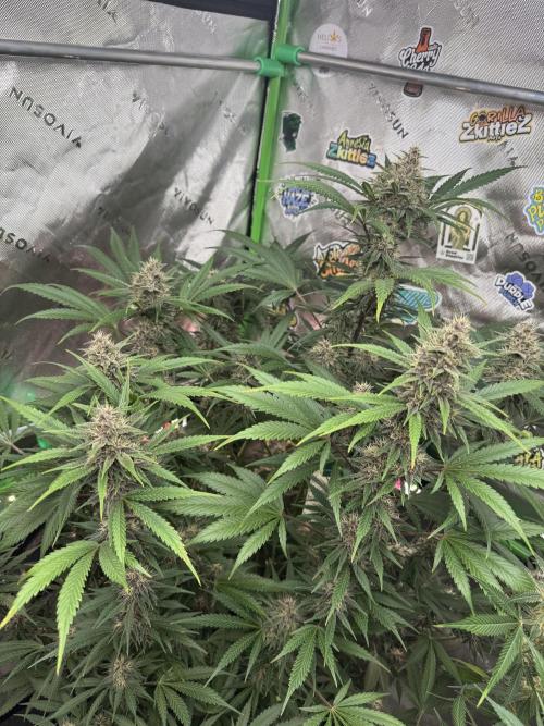 BananaPurplePunchRF3🍌💜👊🏾. Week 9