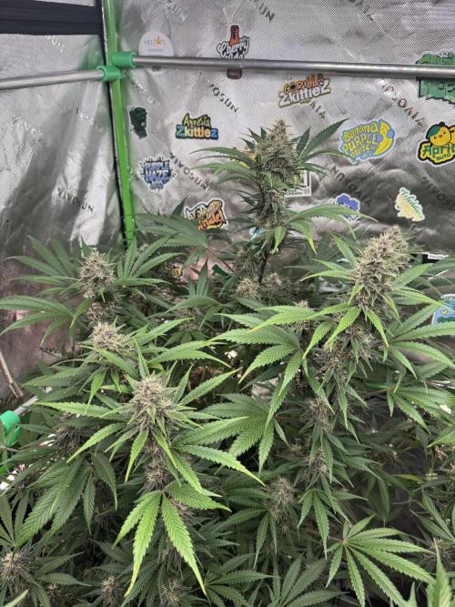 BananaPurplePunchRF3🍌💜👊🏾. Week 9