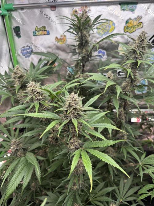 BananaPurplePunchRF3🍌💜👊🏾. Week 9