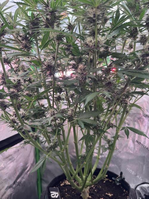 BananaPurplePunchRF3🍌💜👊🏾. Week 9