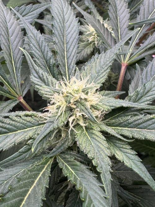 Super Boof 420 💥. Week 9