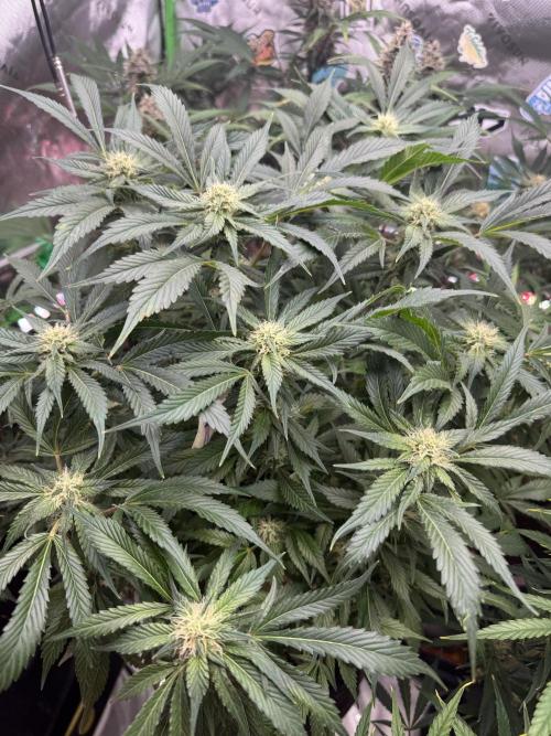 Super Boof 420 💥. Week 9
