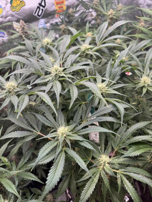 Super Boof 420 💥. Week 9