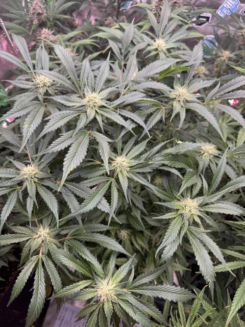 Super Boof Auto. Week 9