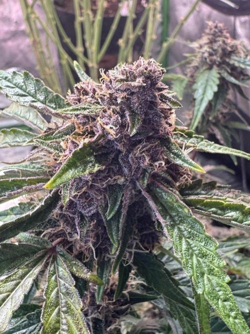 Apricot 🍑. Week 9
