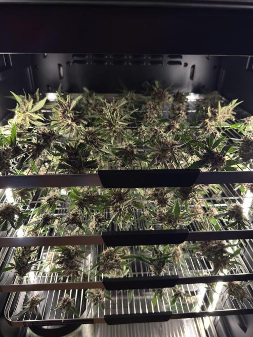 Apricot 🍑. Week 9