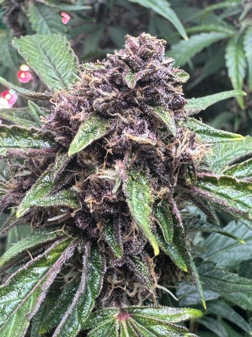 Apricot 🍑. Week 9