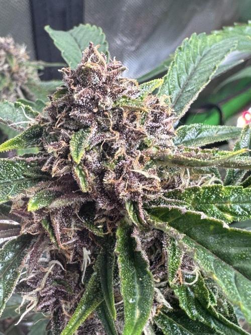 Apricot 🍑. Week 9