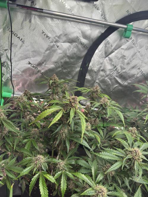 Apricot 🍑. Week 9