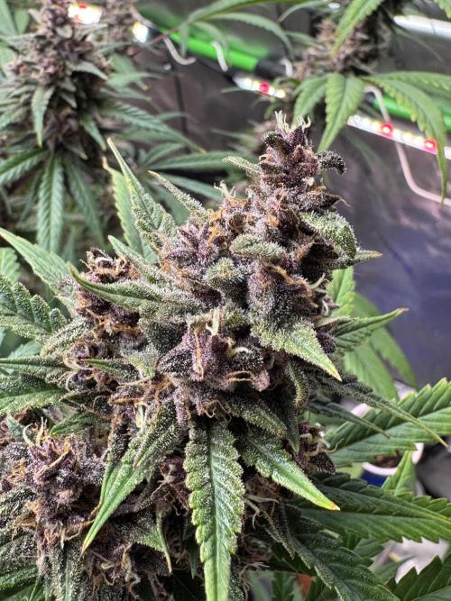 BananaPurplePunchRF3🍌💜👊🏾. Week 10