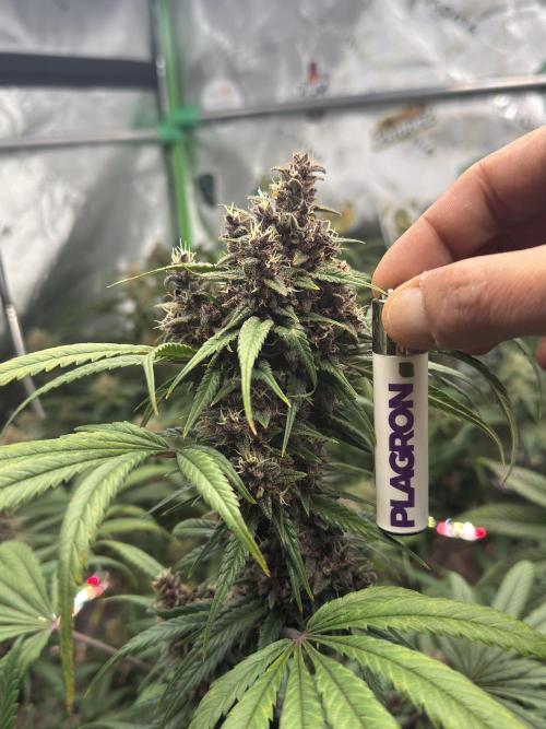 BananaPurplePunchRF3🍌💜👊🏾. Week 10