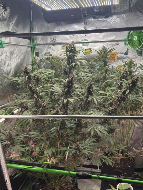 BananaPurplePunchRF3🍌💜👊🏾. Week 10