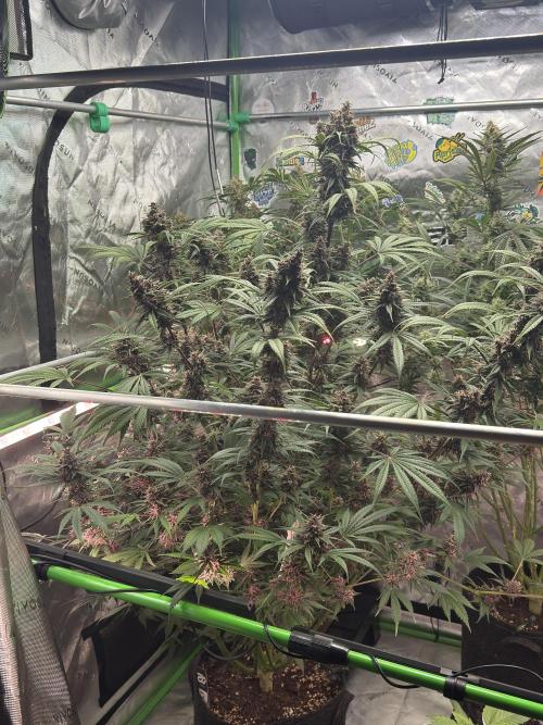 BananaPurplePunchRF3🍌💜👊🏾. Week 10