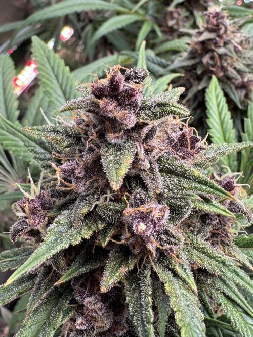 BananaPurplePunchRF3🍌💜👊🏾. Week 10