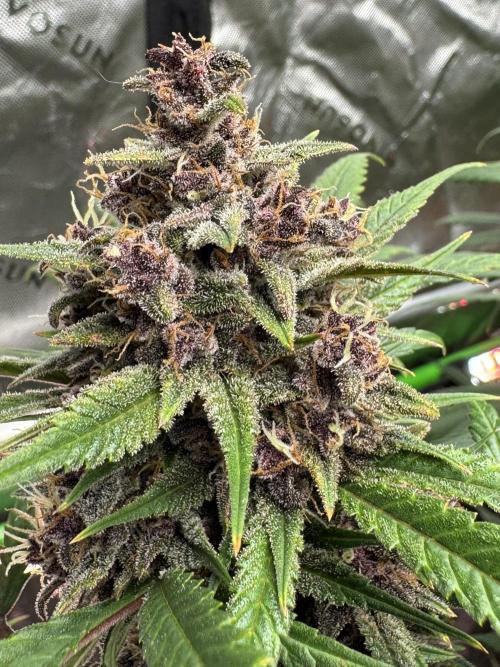 BananaPurplePunchRF3🍌💜👊🏾. Week 10